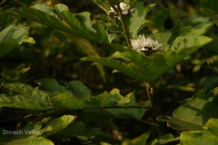 Solanum chrysotrichum